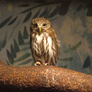Ferruginous Pygmy Owl at Blackbrook 03/04/10