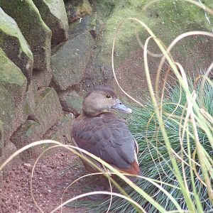 Lesser Whistling Duck at Blackbrook 03/04/10