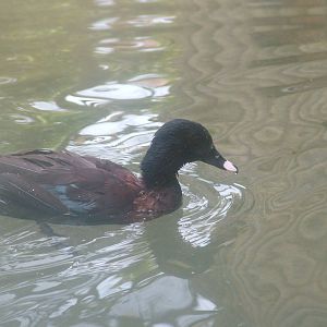 Hartlaub's Duck at Blackbrook 03/04/10