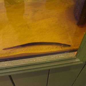 Greater Siren at Blackbrook 03/04/10