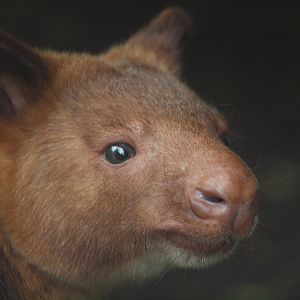 Goodfellows Tree Kangaroo
