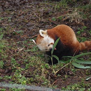 Red Panda
