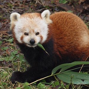 Red Panda