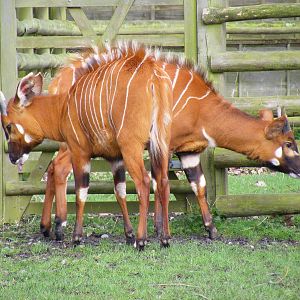 Eastern bongoes at Howletts Wild Animal Park, 3 April 2010