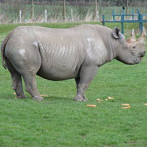 Black rhino at Howletts Wild Animal Park, 3 April 2010