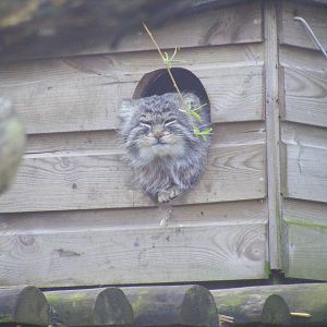 Pallas cat at Howletts Wild Animal Park, 3 April 2010