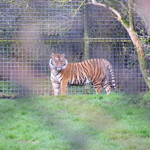 Sumatran tiger at Howletts Wild Animal Park, 3 April 2010