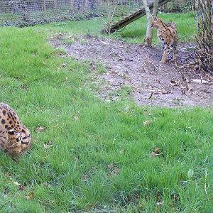 Saba and Melindi the servals at Howletts Wild Animal Park, 3 April 2010