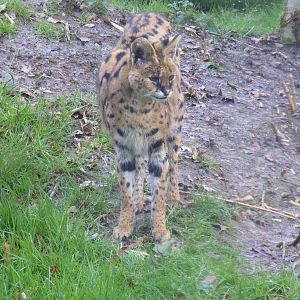 Serval at Howletts Wild Animal Park, 3 April 2010