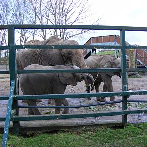 African elephants at Howletts Wild Animal Park, 3 April 2010