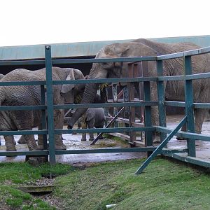 African elephants at Howletts Wild Animal Park, 3 April 2010