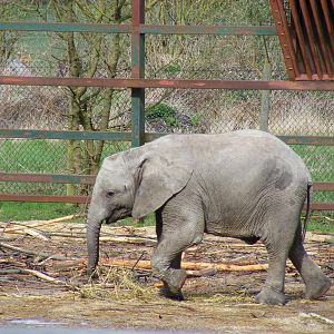 African elephant at Howletts Wild Animal Park, 3 April 2010