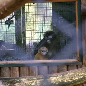 Dusky langurs at Howletts Wild Animal Park, 3 April 2010