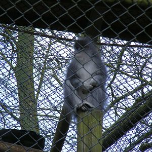 Grizzled leaf monkey at Howletts Wild Animal Park, 3 April 2010
