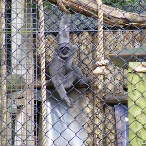Moloch gibbon at Howletts Wild Animal Park, 3 April 2010