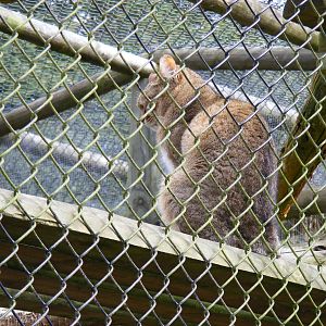 African wildcat at Howletts Wild Animal Park, 3 April 2010