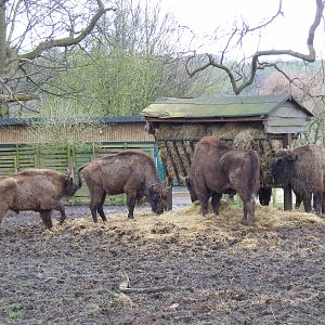 European bisons (wisents) at Howletts Wild Animal Park, 3 April 2010