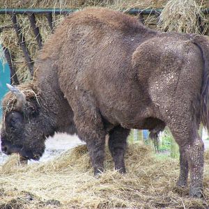 European bison (wisent) at Howletts Wild Animal Park, 3 April 2010