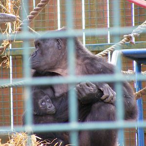 Gorilla with baby at Howletts Wild Animal Park, 3 April 2010
