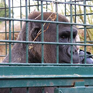 Gorilla at Howletts Wild Animal Park, 3 April 2010