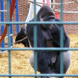 Djanghou the gorilla at Howletts Wild Animal Park, 3 April 2010