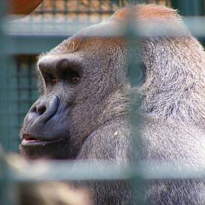 Kouillou the gorilla at Howletts Wild Animal Park, 3 April 2010