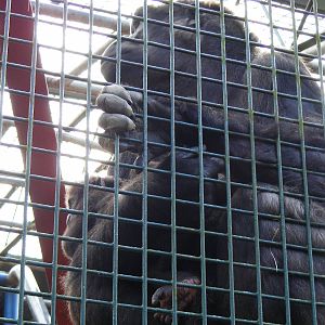 Gorilla with baby at Howletts Wild Animal Park, 3 April 2010