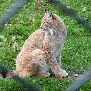 Northern lynx at Howletts Wild Animal Park, 3 April 2010