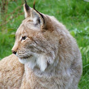 Northern lynx at Howletts Wild Animal Park, 3 April 2010