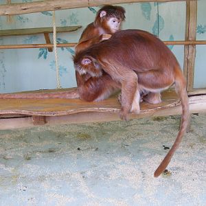 Javan langurs at Howletts Wild Animal Park, 3 April 2010