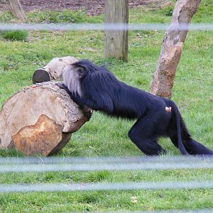 Lion-tailed macaque at Howletts Wild Animal Park, 3 April 2010
