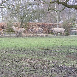 Nilgais at Howletts Wild Animal Park, 3 April 2010