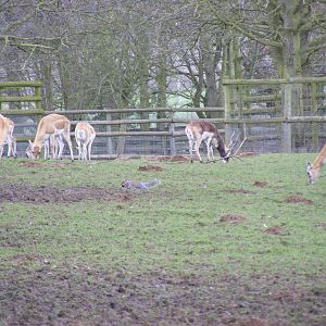 Blackbucks at Howletts Wild Animal Park, 3 April 2010