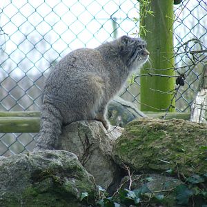 Pallas cat at Howletts Wild Animal Park, 3 April 2010