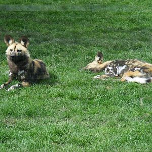 African hunting dogs at Howletts Wild Animal Park, 3 April 2010