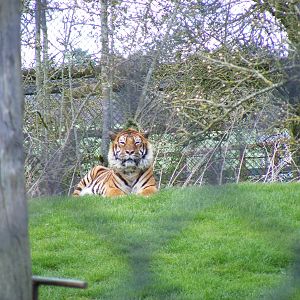Zcabbie the Bengal tiger at Howletts Wild Animal Park, 3 April 2010