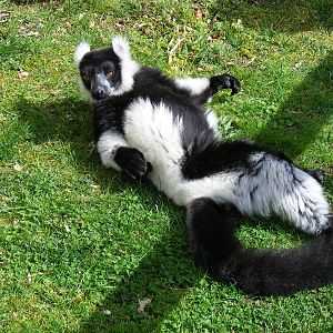 Black and white ruffed lemur at Howletts Wild Animal Park, 3 April 2010