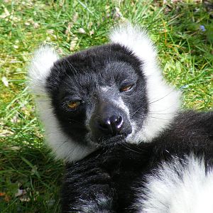 Black and white ruffed lemur at Howletts Wild Animal Park, 3 April 2010