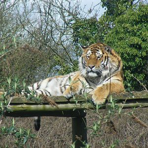 Amur tiger at Howletts Wild Animal Park, 3 April 2010