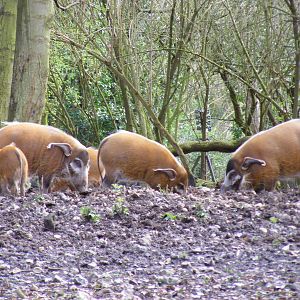 Red river hogs at Howletts Wild Animal Park, 3 April 2010