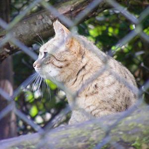 Indian desert cat at Howletts Wild Animal Park, 3 April 2010