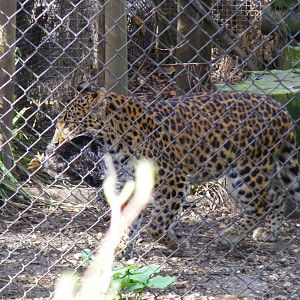 North Chinese leopard at Howletts Wild Animal Park, 3 April 2010