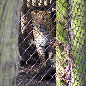 North Chinese leopard at Howletts Wild Animal Park, 3 April 2010
