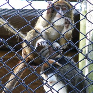 De Brazza's monkeys at Howletts Wild Animal Park, 3 April 2010