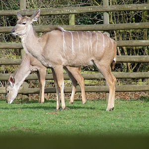 Greater kudus at Howletts Wild Animal Park, 3 April 2010