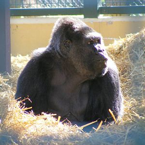 Gorilla at Howletts Wild Animal Park, 3 April 2010