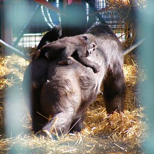 Gorilla at Howletts Wild Animal Park, 3 April 2010