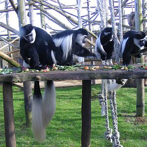 Black and white colobus monkeys at Howletts Wild Animal Park, 3 April 2010