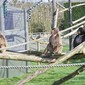 Gelada baboons at Howletts Wild Animal Park, 3 April 2010