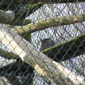 Clouded leopard at Howletts Wild Animal Park, 3 April 2010